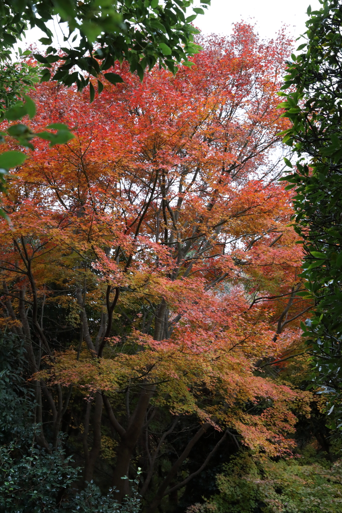 12月7日 布引ハーブ園 ９