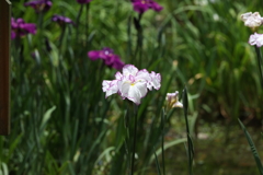 6月6日 須磨離宮公園 56