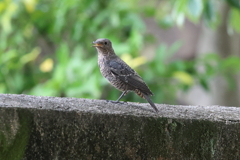 7月20日 夙川河川敷緑地 12