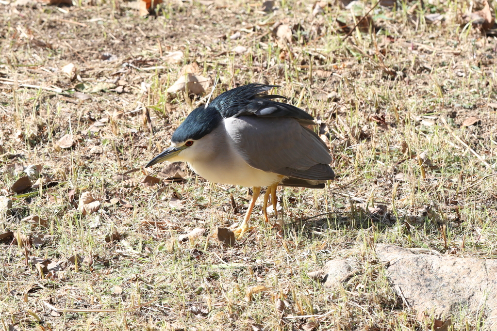 1月26日 夙川河川敷緑地 5 by peiper (ID:11720415) 写真共有サイトPHOTOHITO