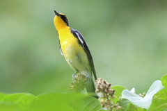 8月22日 明石公園 19