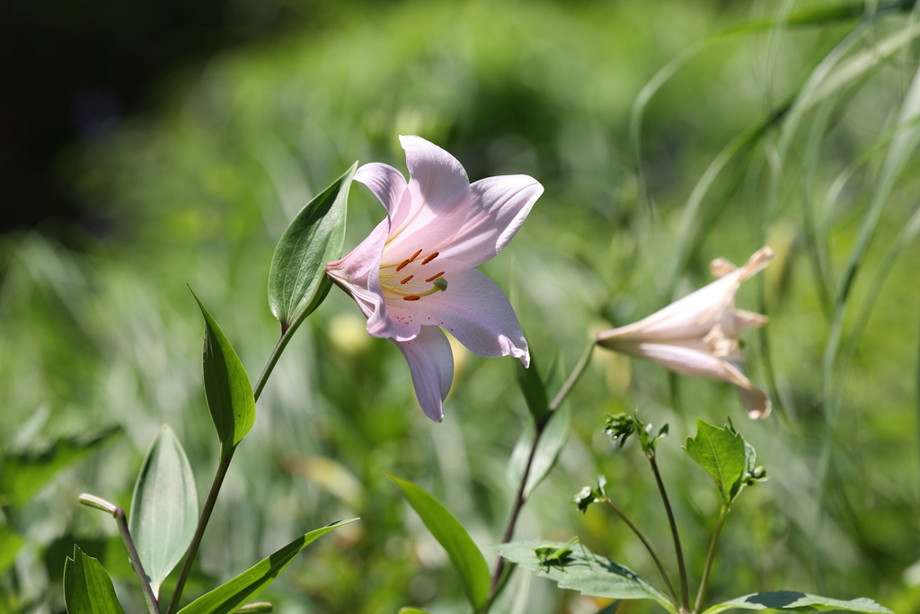 6月9日 布引ハーブ園 61