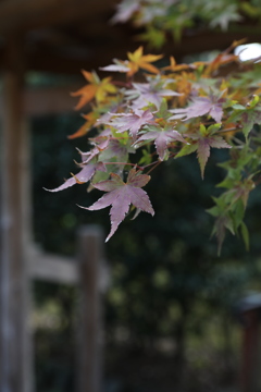 11月11日 相楽園 ４