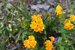 4月2日 夙川 14