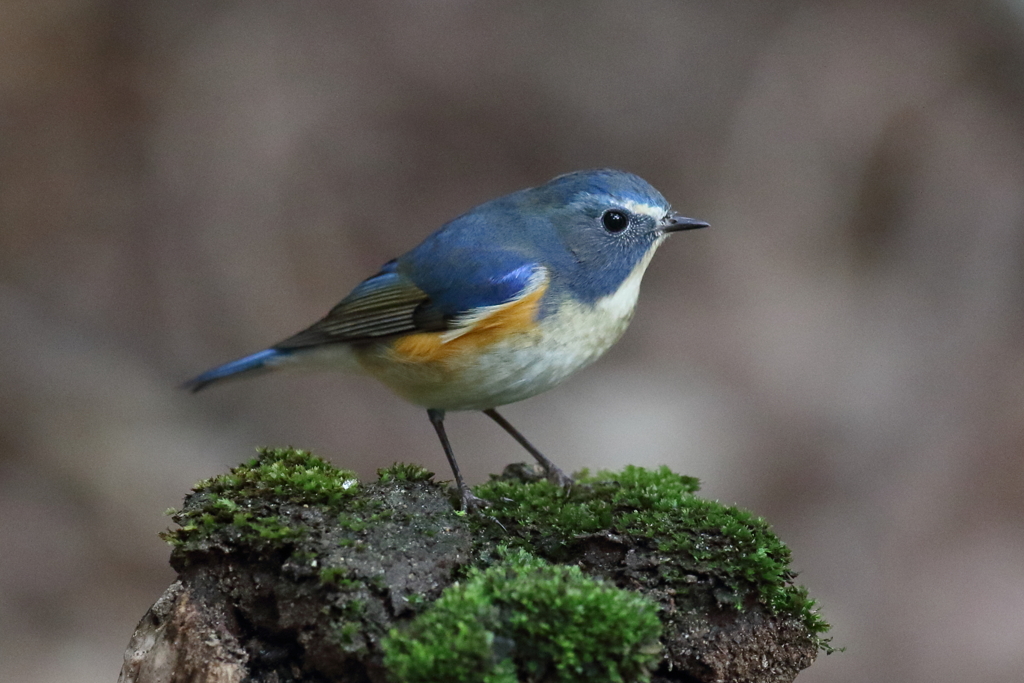 12月4日 明石公園 16