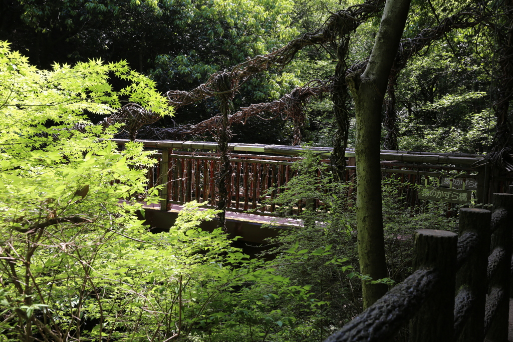 5月4日の布引ハーブ園 18