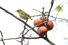 11月17日 明石公園 17 11月17日 明石公園 17