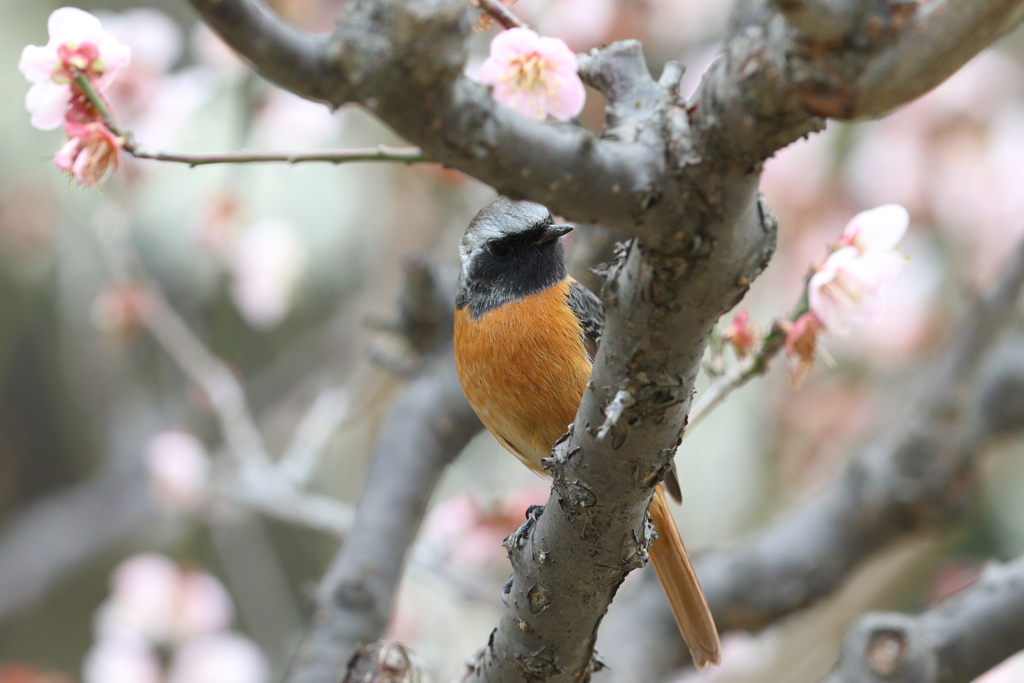 2月18日 大阪城公園 14