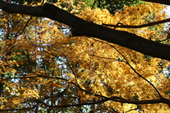 12月2日 布引ハーブ園 8 12月2日 布引ハーブ園 8