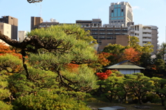 11月16日 相楽園 20