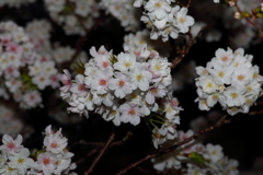 4月7日 夙川 20