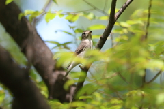 9月17日 大阪城公園 12