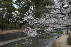 4月2日 夙川 13