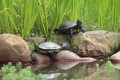 6月20日 明石公園 14