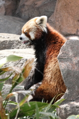 3月26日 王子動物園 ８