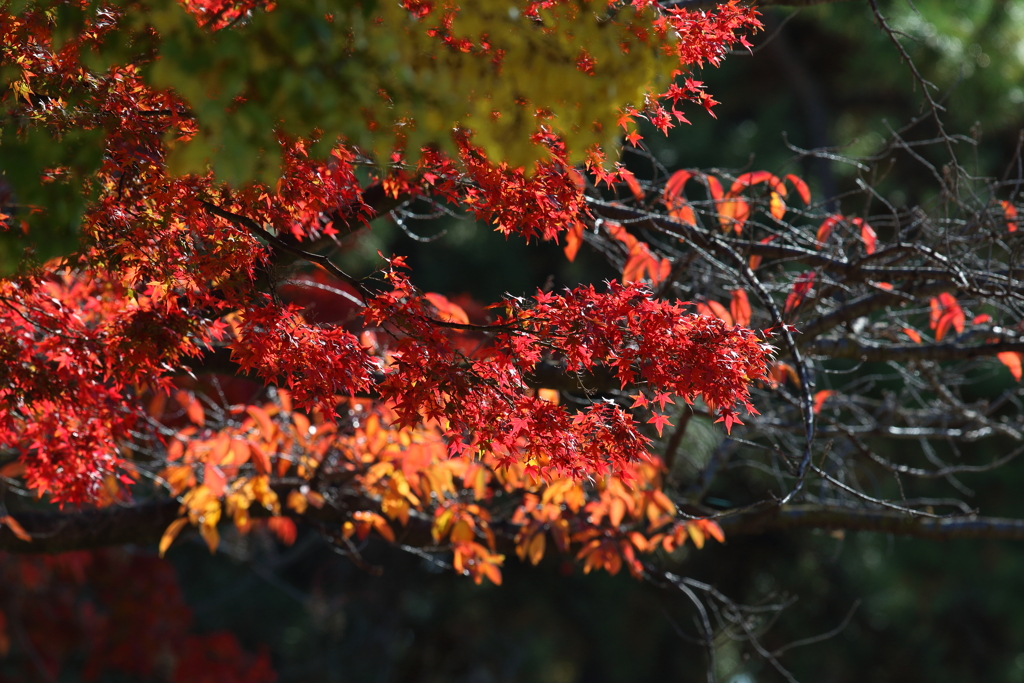 11月24日 夙川河川敷公園 12