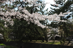 4月2日 夙川 15