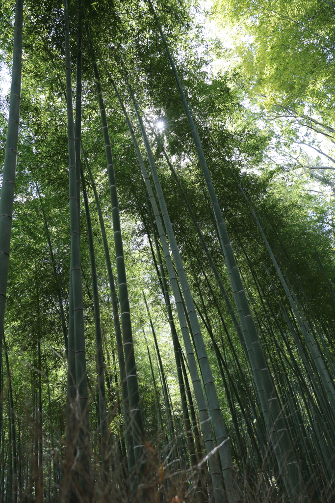3月20日 京都嵐山 29