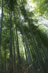 3月20日 京都嵐山 29