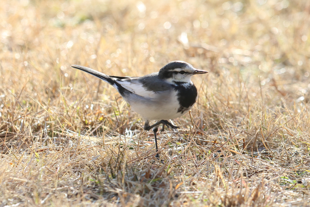 1月4日 明石公園 ４