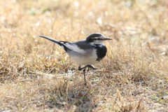 1月4日 明石公園 ４