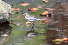 8月15日 明石公園 11