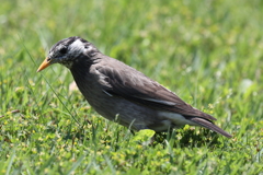 5月23日 明石公園 １