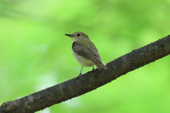 5月6日 大阪城公園 ２