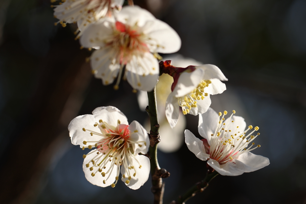2月13日 岡本梅林公園 33