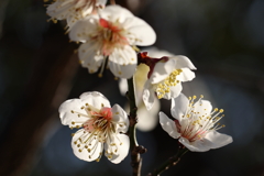 2月13日 岡本梅林公園 33