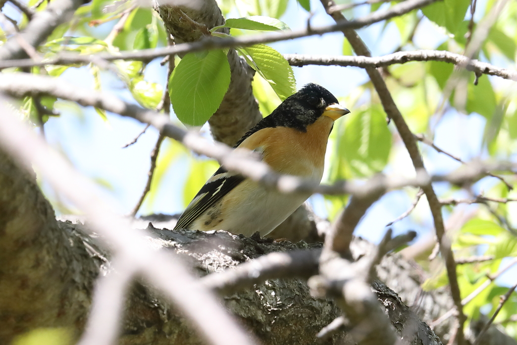 4月11日 明石公園 36