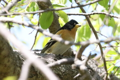 4月11日 明石公園 36