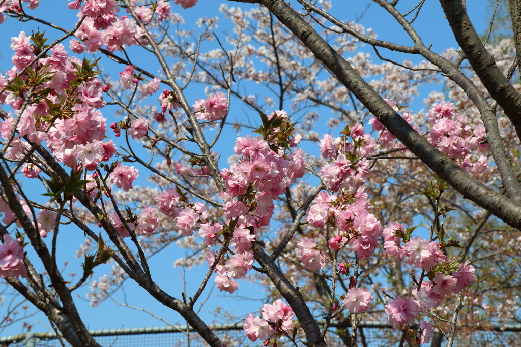 4月9日 散歩 14