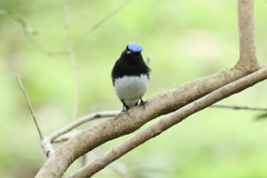 4月30日 明石公園 13
