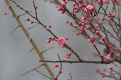 2月10日 夙川河川敷公園 14