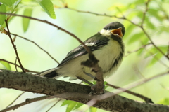 5月4日 大阪城公園 ３