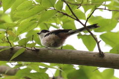 8月22日 明石公園 ８