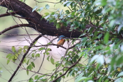 10月31日 明石公園 ６