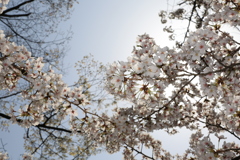 3月29日 京都 4 3月29日 京都 4