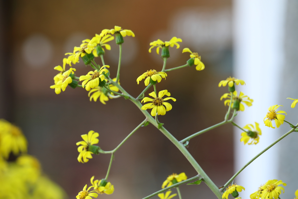 11月17日 明石公園 １