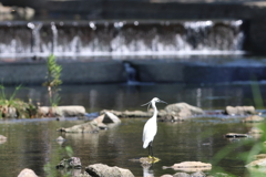 8月13日 夙川河川敷緑地 ６