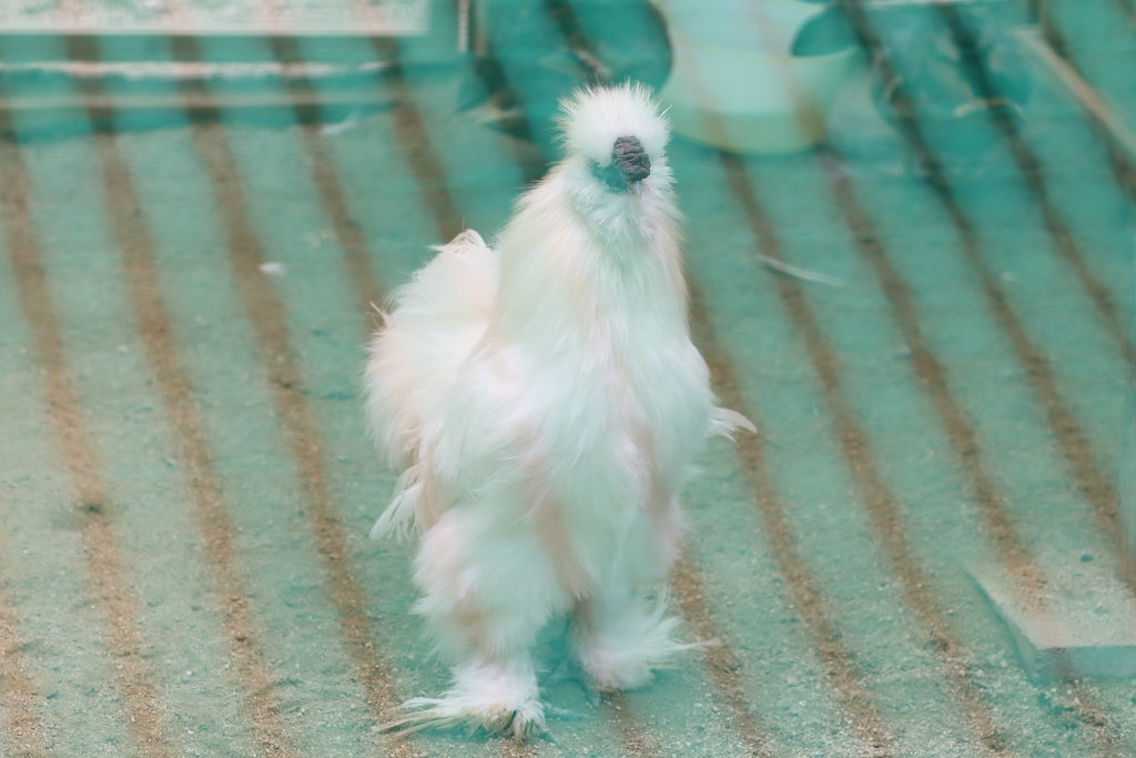 6月16日 王子動物園 13