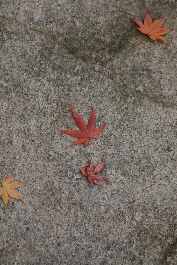 12月7日 布引ハーブ園 19