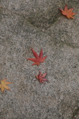 12月7日 布引ハーブ園 19
