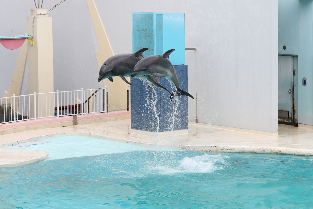 6月11日 須磨海浜水族園 23