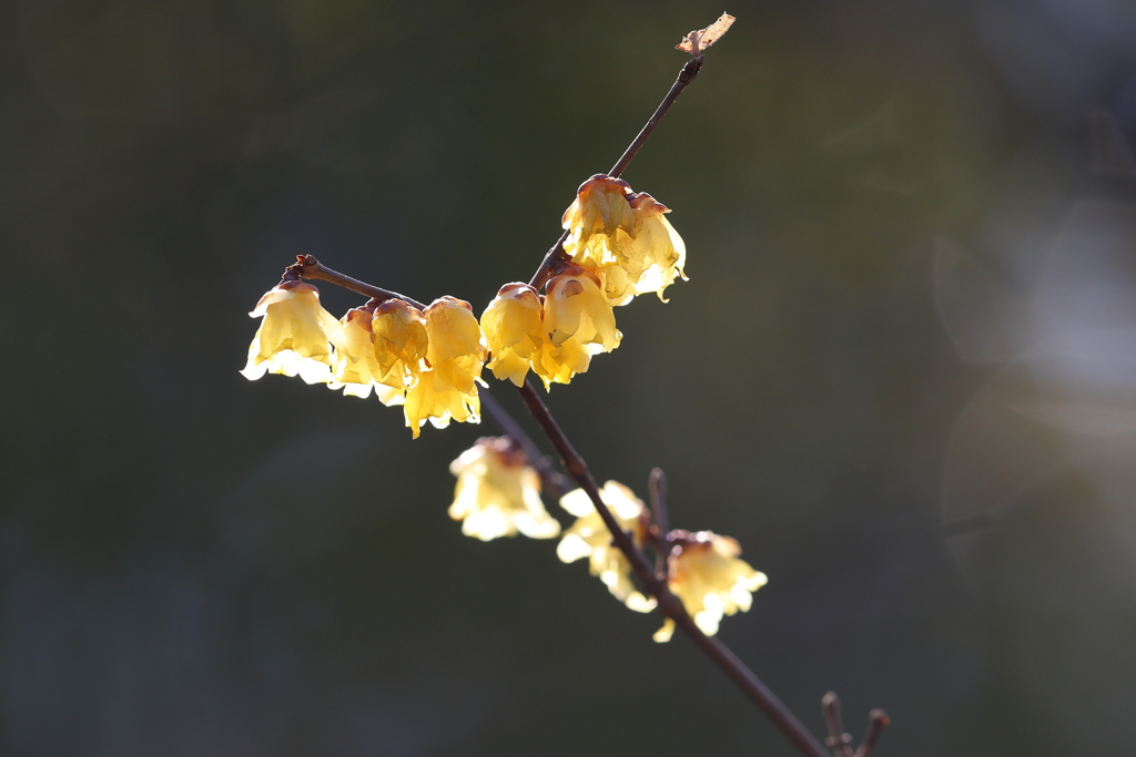 1月29日 明石公園 ８