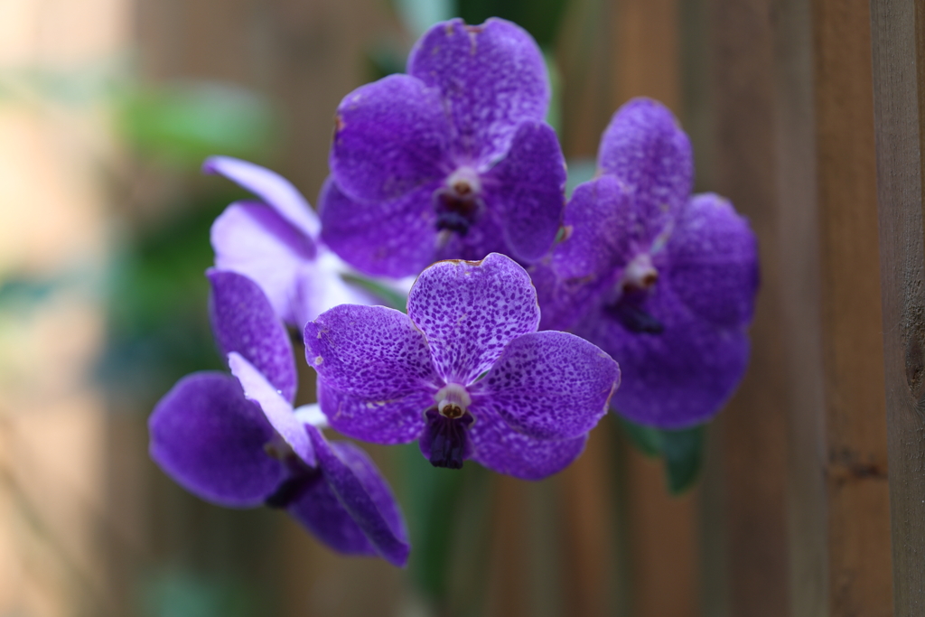 8月12日 布引ハーブ園 21