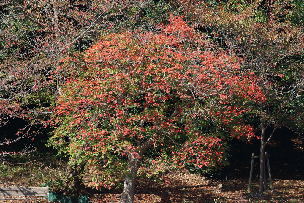 11月4日 明石公園 15