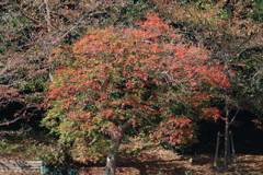 11月4日 明石公園 15
