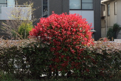 4月9日 散歩 １